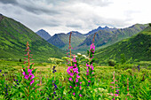 Wildflower front and center in this Alaskan valley, mountain landscape