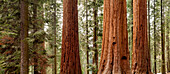 USA, California, Sequoia National Park, Panoramic view of giant sequoia trees (Large format sizes available)