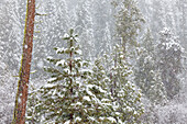 USA, California, Oakhurst. Fir trees in snowfall