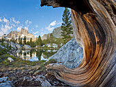 USA, California, Inyo National Forest. Old pine and tarn next to Garnet Lake