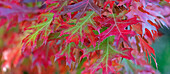 USA, California. Red oak leaves in autumn