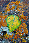 Lichen and fallen cottonwood leaf on rocks in Alabama Hills, California