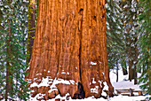 General Sherman Giant Sequoia (Sequoiadendron giganteum) in winter, Giant Forest, Sequoia National Park, California, USA