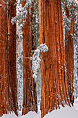 Giant Sequoia in the Congress Grove in winter, Giant Forest, Sequoia National Park, California, USA.