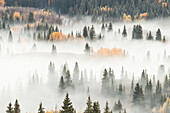 USA, Colorado, San Juan National Forest. Dawn ground fog covers mountain forest