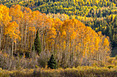 USA, Colorado, Gunnison National Forest. Bergbäume in Herbstfarben