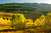 USA, Colorado, Gunnison National Forest. Aspen forest in autumn