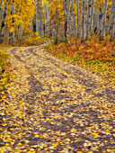 USA, Colorado, San Juan Mts. Gefallene Espenblätter auf einer unbefestigten Straße im Herbst entlang des Keebler Pass in Colorado.