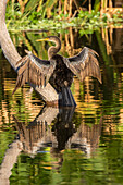 USA, Florida, Wakodahatchee-Feuchtgebiete. Anhinga-Erwachsener, der seine Flügel trocknet