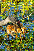 USA, Florida, Orlando Wetlands Park. Parent feeding sandhill crane chicks