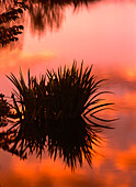 North America, U.S.A., Florida, Wakodahatchee preserve, Sunrise reflection in a swampy wilderness