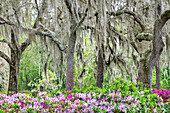 Pink azalea bush and live oak trees with Spanish Moss, Florida, USA