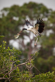 Endangered wood stork bringing nest material at a nesting rookery, Florida.