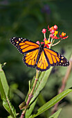 Monarch-Schmetterling leuchtet auf einer Wolfsmilchblüte.