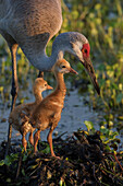 Sandhill Crane with both colts on nest, Grus canadensis, Florida