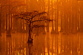 USA, Georgia, Autumn, cypress trees in the fog at George Smith State Park.