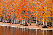 USA, Georgien. Zypressen im Herbst im George Smith State Park.