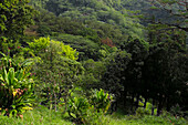 USA, Hawaii, Oahu, Honolulu. Lyon Arboretum landscape across Manoa Valley.