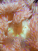 Coral and Anemones, Shedd Aquarium, Chicago, Illinois, USA