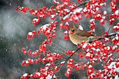 Nördlicher Kardinal (Cardinalis Cardinalis) Weibchen auf gemeinsame Winterbeere (Ilex Verticillata) im Schnee Marion Co. IL