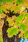 Colorful fall foliage, Massachusetts, USA.