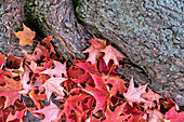 Rote Ahornblätter, Massachusetts, USA.