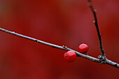 USA, Michigan, zwei Winterberry Holly Beeren auf blattlosen Stiel im Herbst