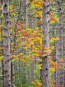 USA, Michigan, obere Halbinsel. Herbstlaub und Kiefern im Wald.
