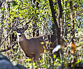 USA, Minnesota, Mendota Heights, White-tailed deer, Doe in Forest
