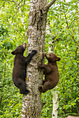 USA, Minnesota, Minnesota Wildlife Connection. Gefangene Schwarzbärenjungen, die auf einen Baum klettern