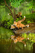 USA, Minnesota, Sandstone, Minnesota Wildlife Connection. Three red fox kits, two sitting on rock reflected at water's edge, gazing intently ahead.