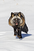 Cross fox a partially melanism form of the red fox, Montana.