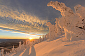 Schneegeister in der Whitefish Range in der Nähe von Whitefish, Montana, USA.