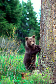 Grizzly Bear Cub lehnt an einem Baum und hält Ausschau nach Raubtieren