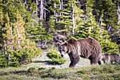 Grizzlybär, Mutter, Jungtier, Montana