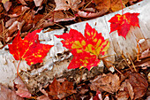 Maple leaves on fallen birch log, White Mountains National Forest, New Hampshire