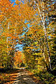 Rural road through autumn colors, New Hampshire