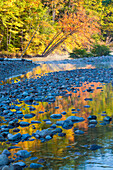 Fall colors reflect in the Saco River in Bartlett, New Hampshire. White Mountains.