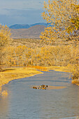 USA, New Mexico, Bosque del Apache National Wildlife Reserve. Mallard ducks on frozen wetland