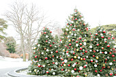 New York City, New York, USA. Weihnachtsbäume im Botanischen Garten.