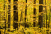 USA, North Carolina, Blue Ridge Parkway. Autumn color at Sims Pond