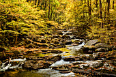 USA, North Carolina, Great-Smoky-Mountains-Nationalpark. Herbst am Big Creek