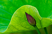 USA; North Carolina; Lotus leaf and bud