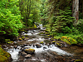 USA, Oregon, Siuslaw National Forest. Süßer Bach