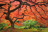 USA, Oregon, Portland. Japanese maple tree next to pond at Portland Japanese Garden