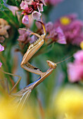 USA, Oregon. Brown praying mantis on statice flowers.