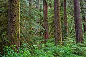 USA, Oregon, Willamette National Forest, Opal Creek Wilderness, Lush, old growth forest with large Douglas fir and western hemlock trees in spring.