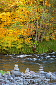 Gestapelte Steine auf herbstfarbenem Weinahornband des McKenzie National Wild and Scenic River, Cascade Range, Oregon.