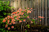 Rhododendron, Portland Japanese Garden.