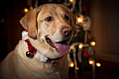 USA, Oregon, Keiser. Labrador Retriever in ihrem Weihnachtsoutfit